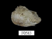 藏品(鞋魁蛤 )的圖片